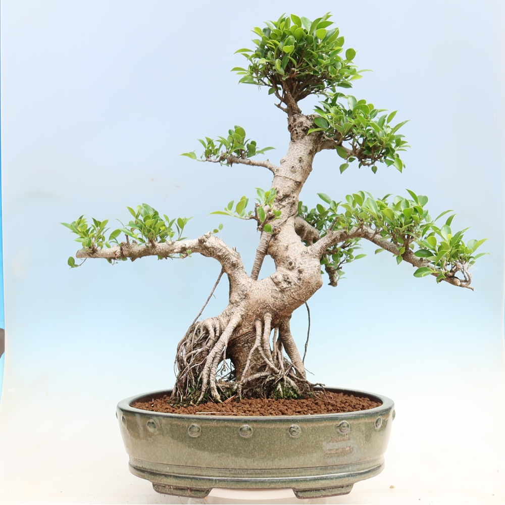 Kamerbonsai - Ficus kimmen - kleinbladige ficus