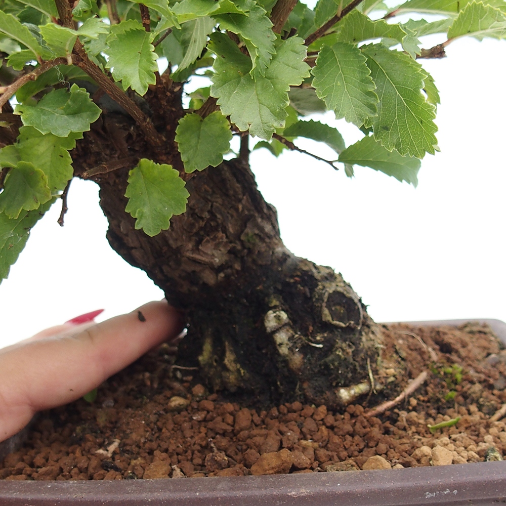 Bonsai voor buiten - Zelkova - Zelkova NIRE