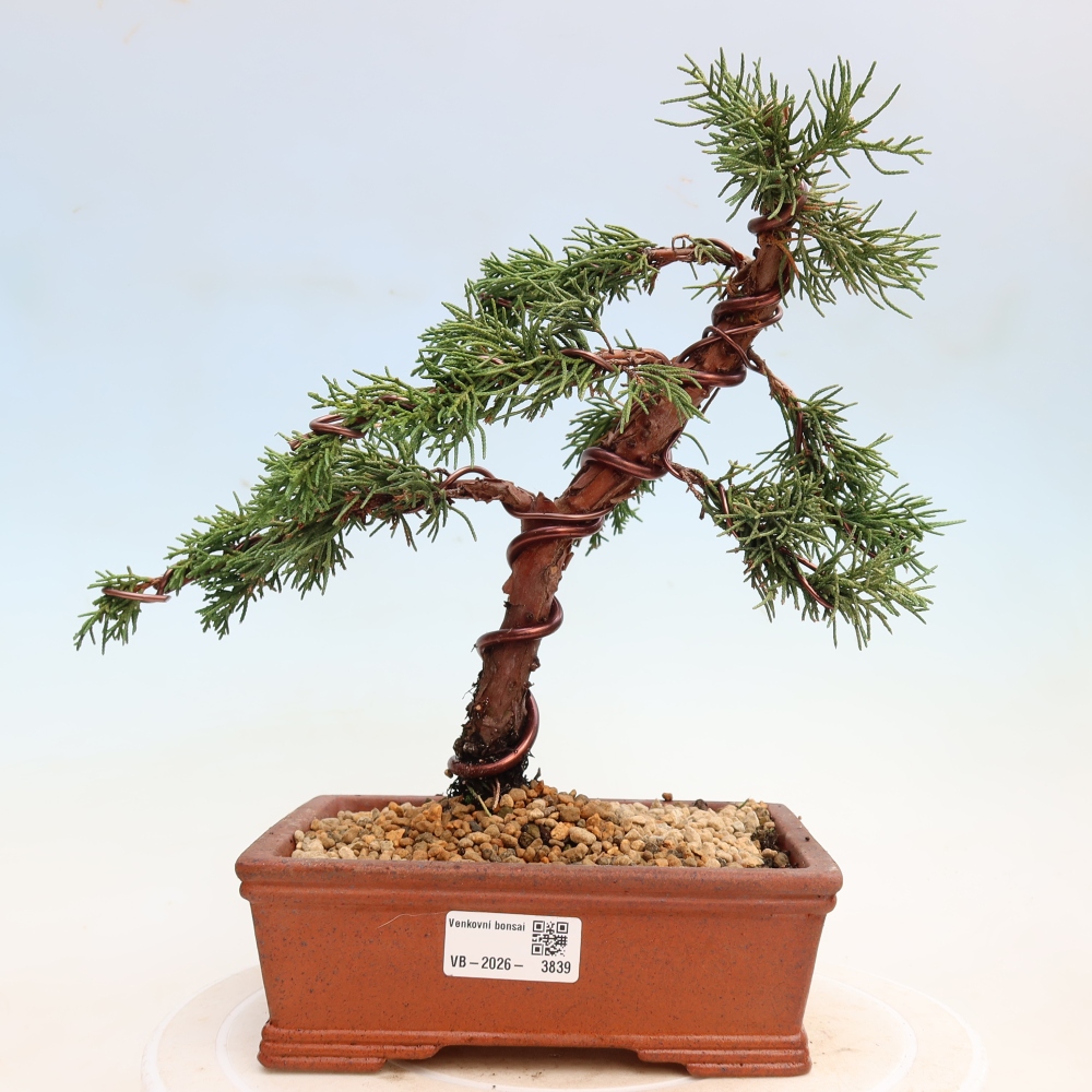 Bonsai voor buiten - Juniperus chinensis Kishu
