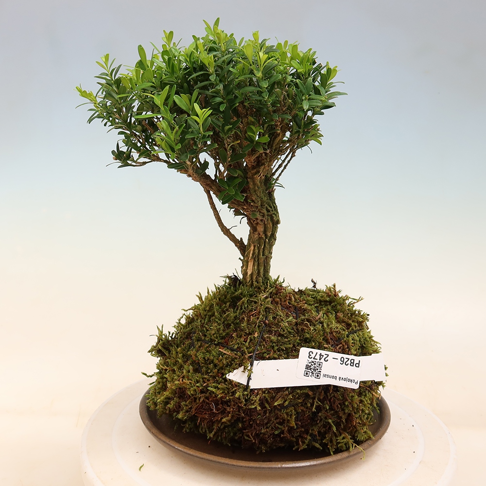 Kokedama met schaal - Buxus harlandii - kurkbuxus