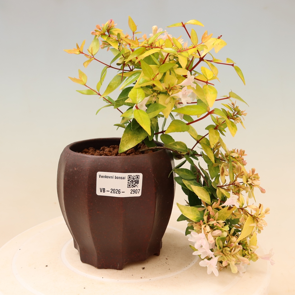 Buitenbonsai - Abelia gr. Kleidoscope - Grootbloemige abelia