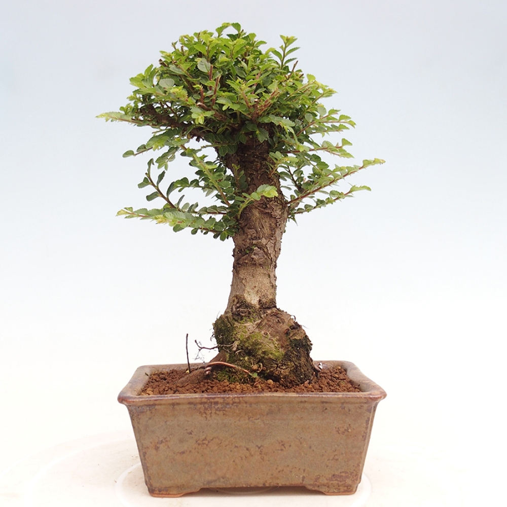 Bonsai voor buiten - Ulmus parvifolia Hokkaido - Chinese iep