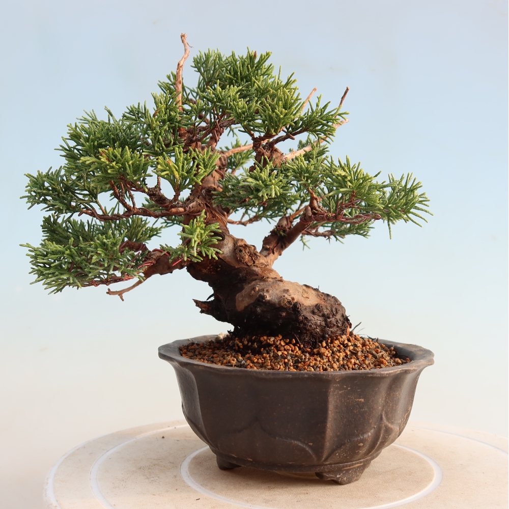 Bonsai voor buiten - Juniperus chinensis Itoigawa