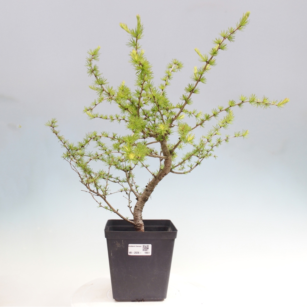 Bonsai voor buiten -Larix decidua - Lariks