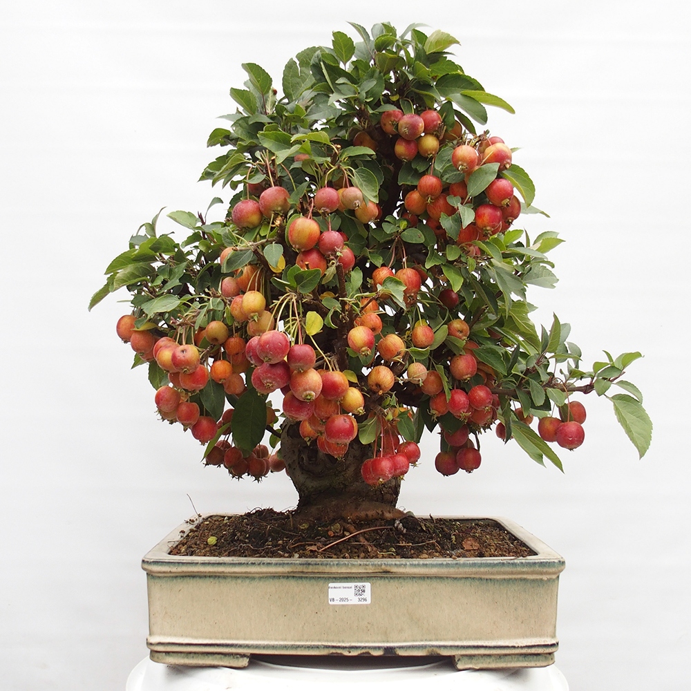 Bonsai voor buiten -Malus halliana - Appelboom met kleine vruchten