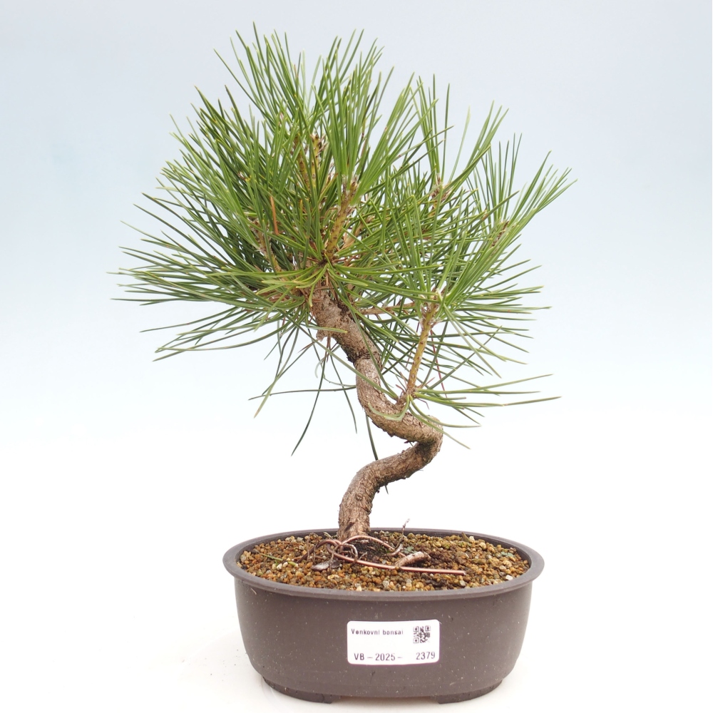 Bonsai voor buiten - Pinus thunbergii - Thunberg den