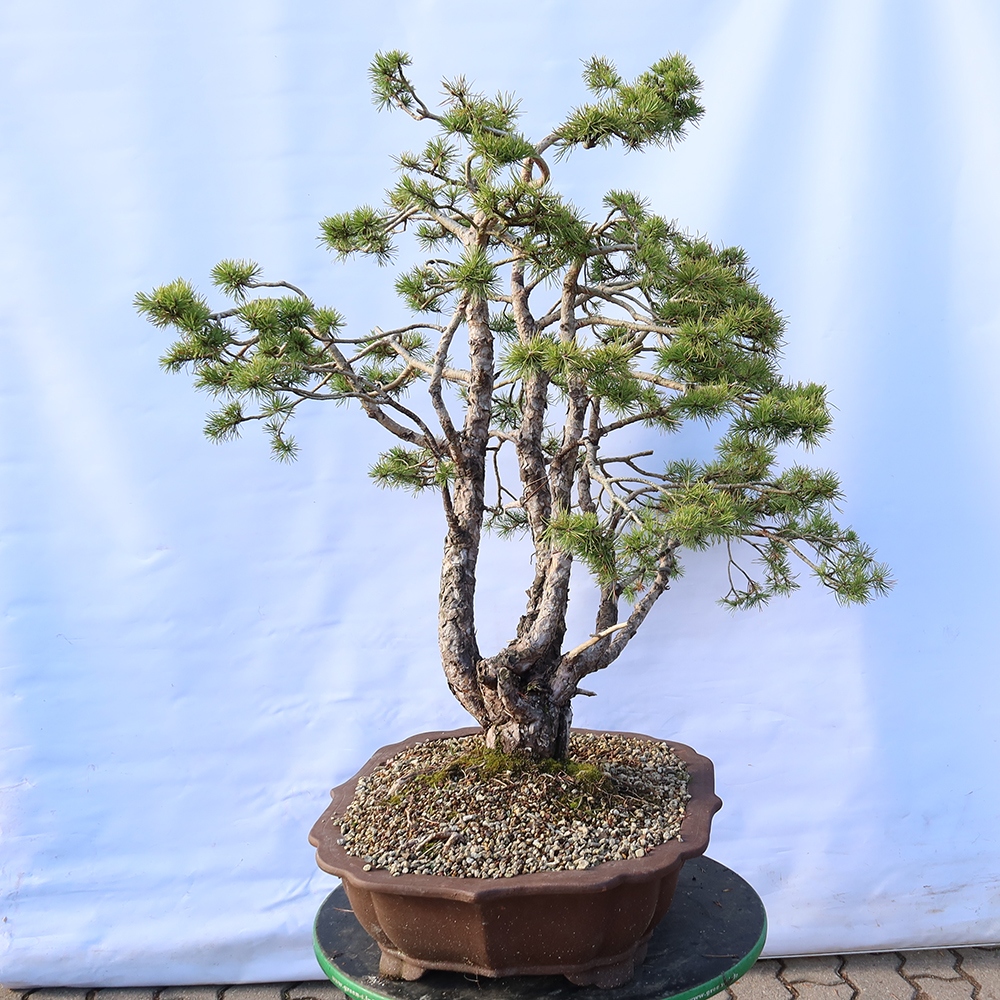 Pinus sylvestris Spanje - grove den