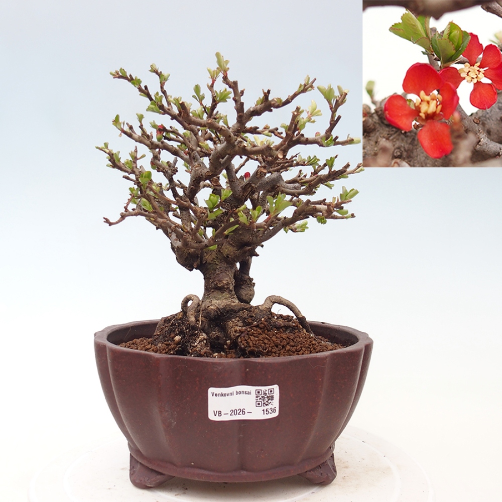 Bonsai voor buiten - Chaneomeles speciosa - Kweepeer