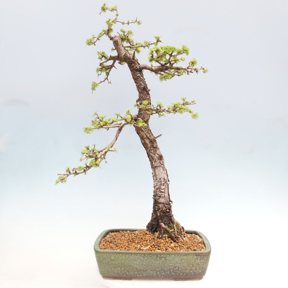 Bonsai voor buiten -Larix decidua - Lariks - Alleen palletvervoer