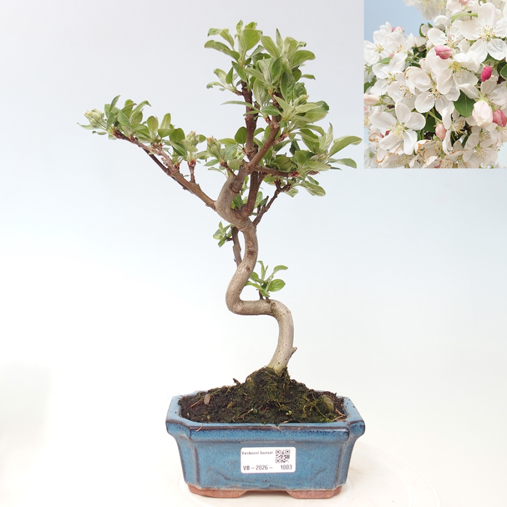Bonsai voor buiten -Malus halliana - Appelboom met kleine vruchten