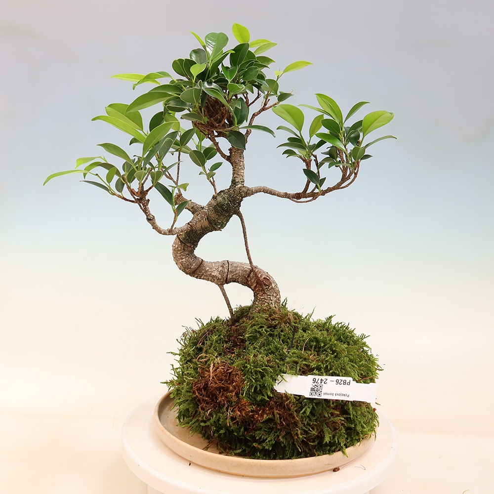 Kokedama met schaal - kleinbladige ficus - Ficus kimmen
