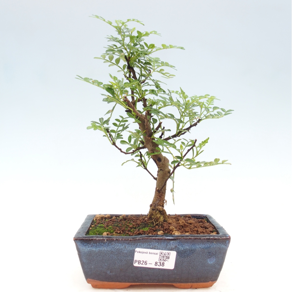 Kamerbonsai - Zantoxylum piperitum - peperboom