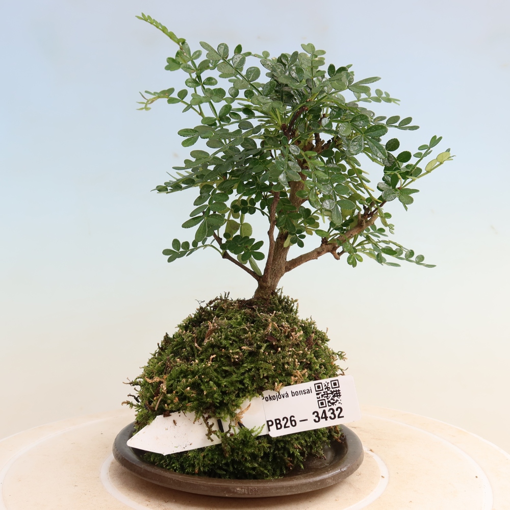Kokedama met schaal - Zantoxylum piperitum - peperboom