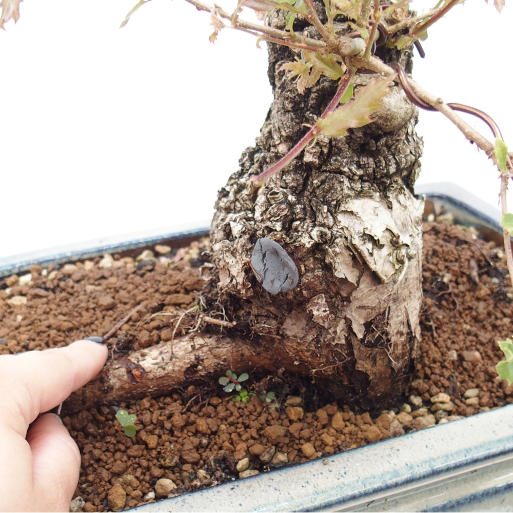 Yamadori - Quercus Ilex -Oakhulst