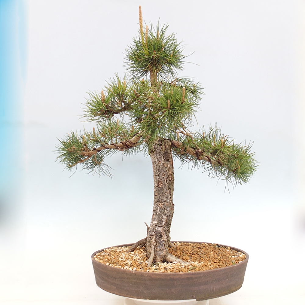 Bonsai voor buiten - Pinus thunbergii - Thunberg den
