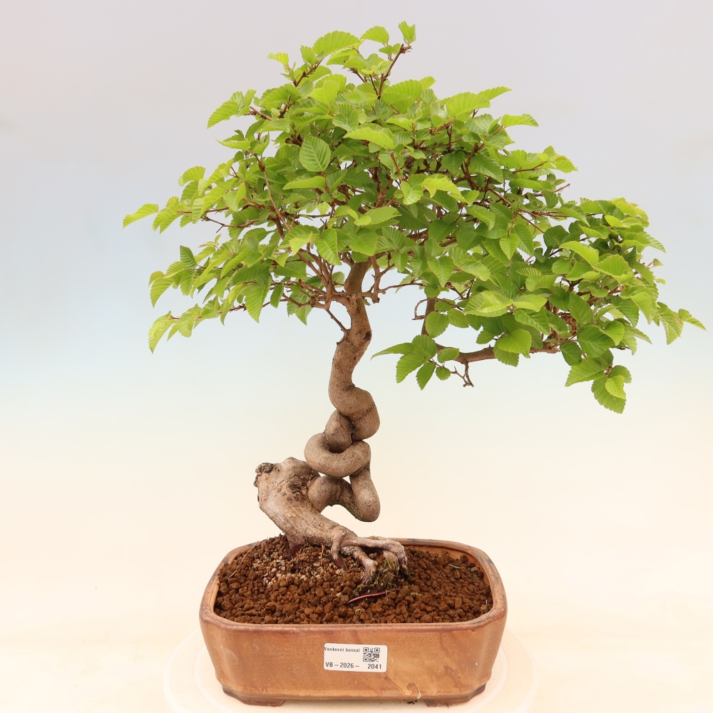 Bonsai voor buiten -Carpinus Coreana - Koreaanse haagbeuk