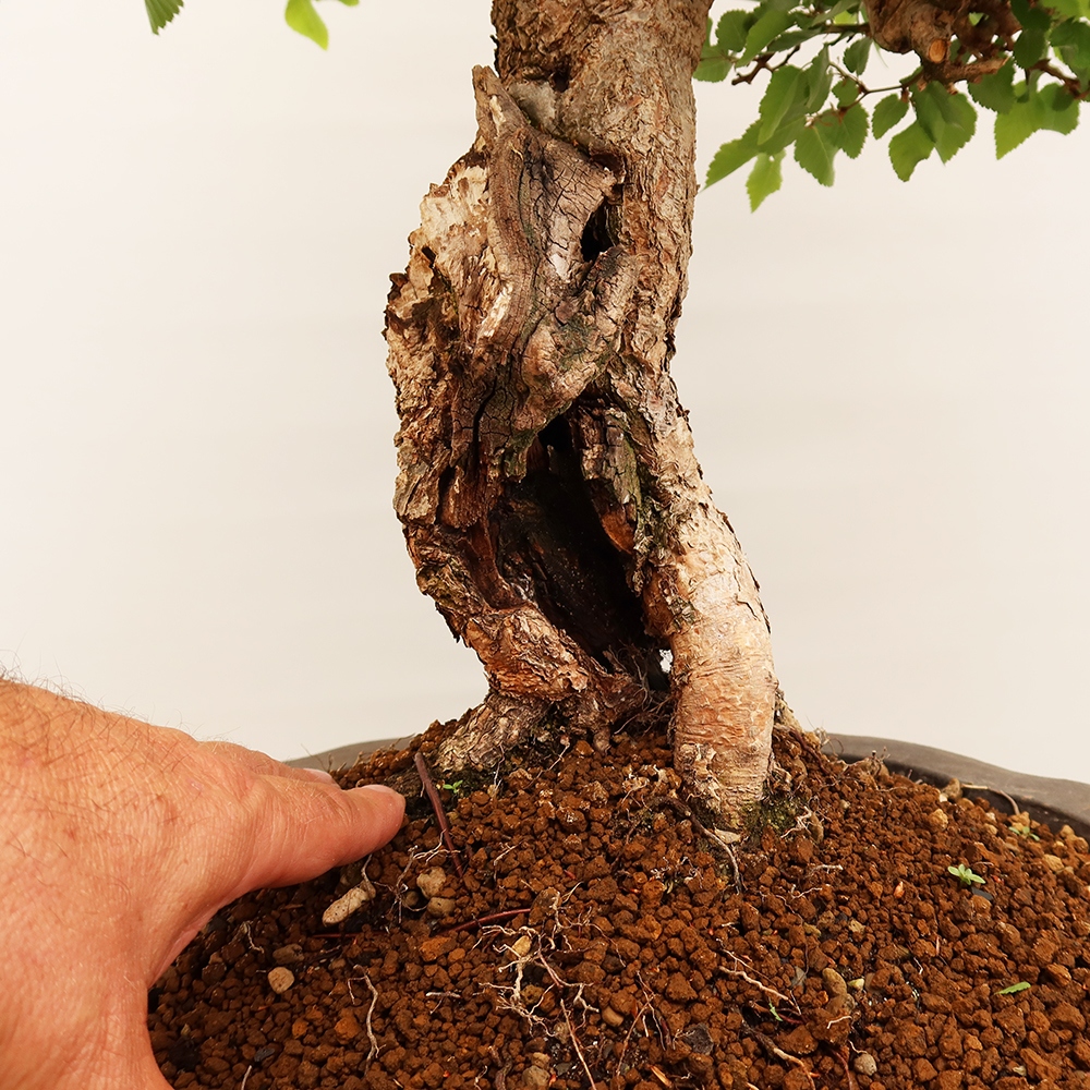 Bonsai voor buiten -Carpinus Coreana - Koreaanse haagbeuk