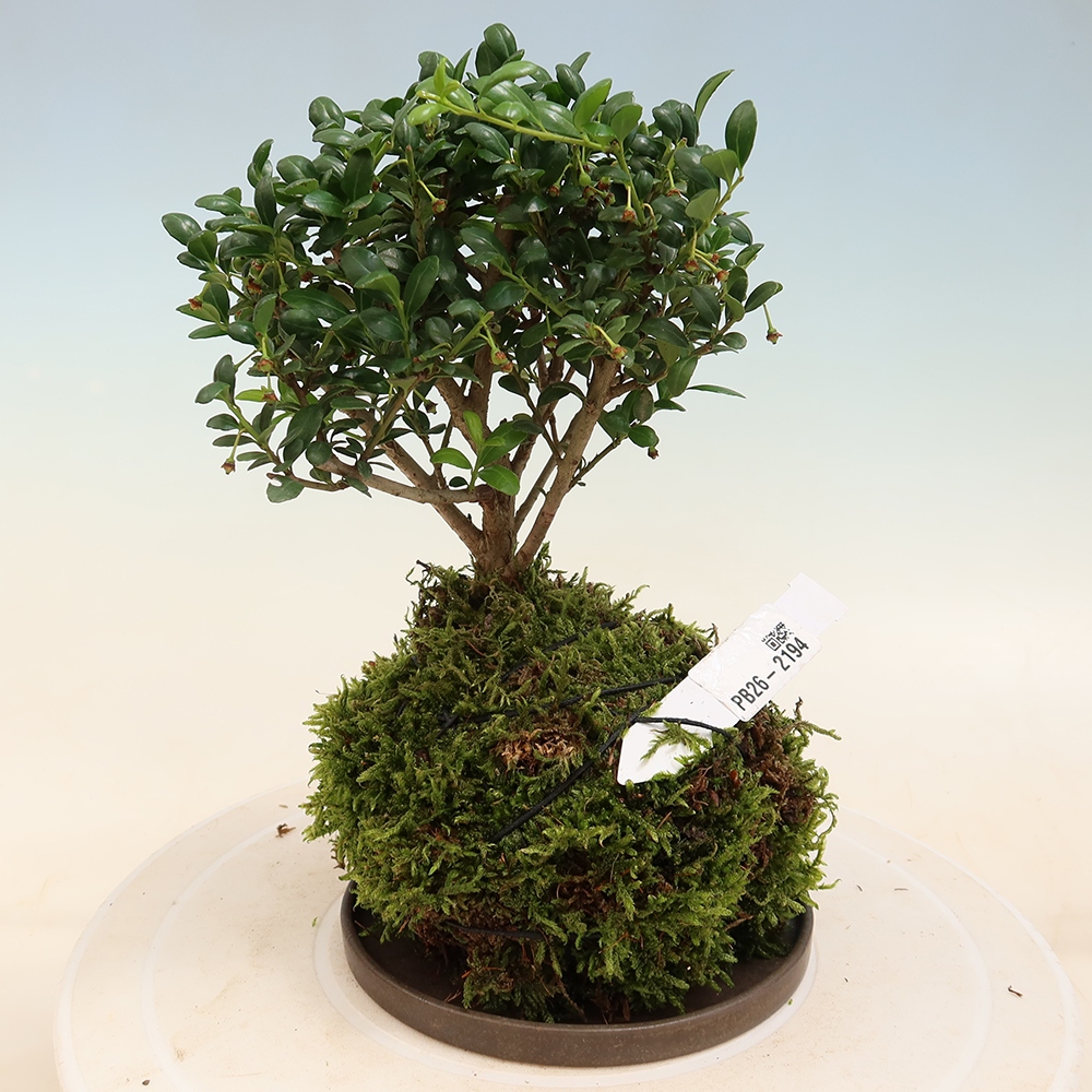 Kokedama met schaal - Ilex crenata - Kers