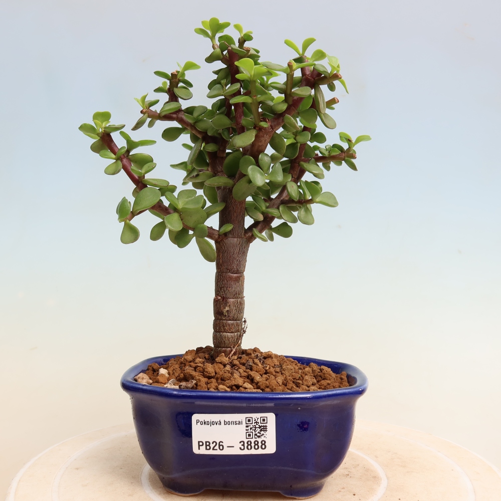 Kamerbonsai - Portulakaria Afra - Tlustice