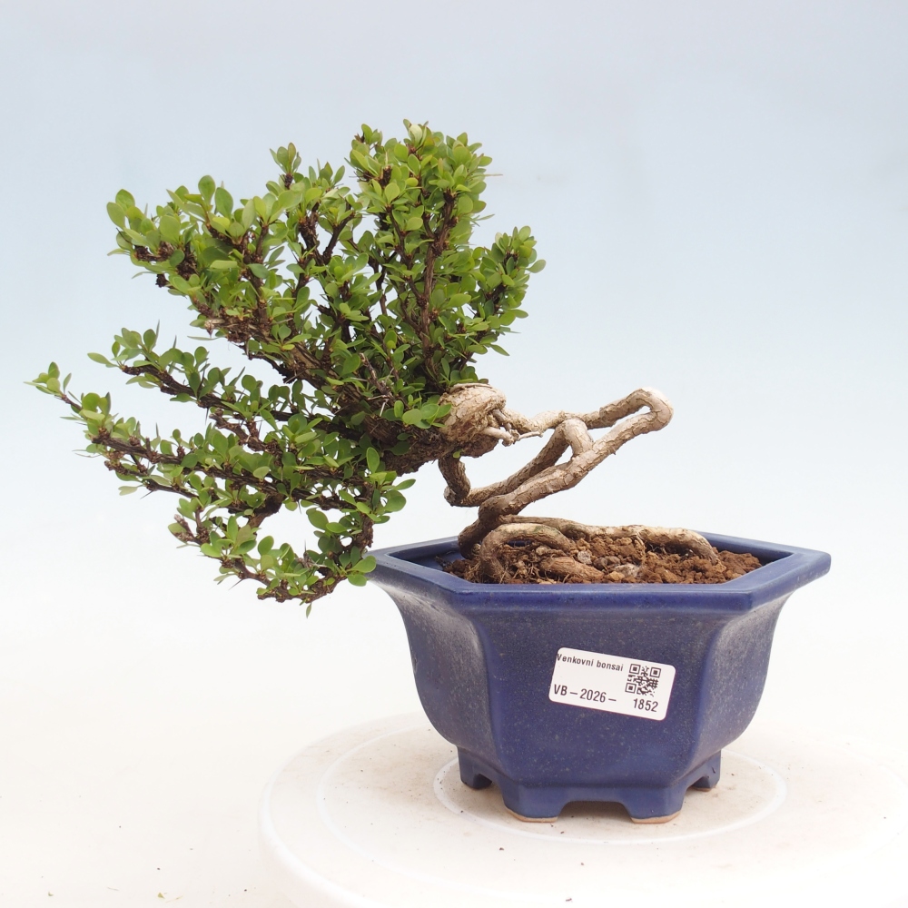 Bonsai voor buiten - Berberis coreana
