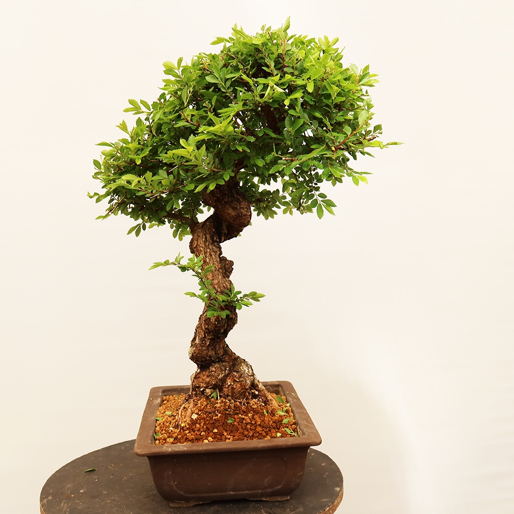 Bonsai voor buiten - Zelkova - Zelkova NIRE