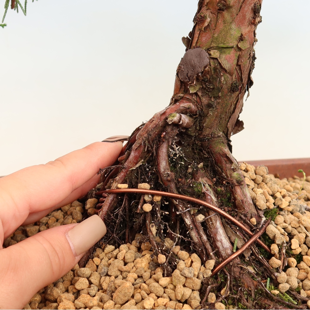 Bonsai voor buiten - Juniperus chinensis Kishu