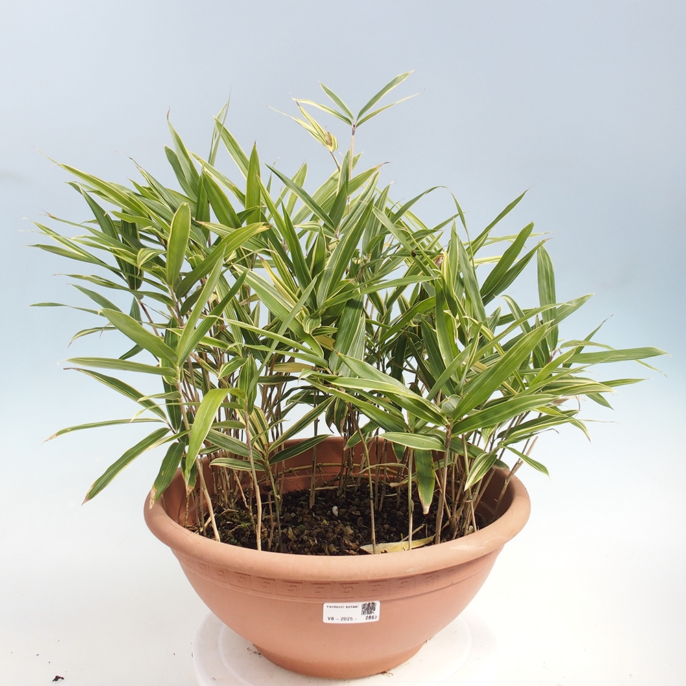 Bonsai voor buiten - Sasaella masamuneana Albostriata - Bamboe