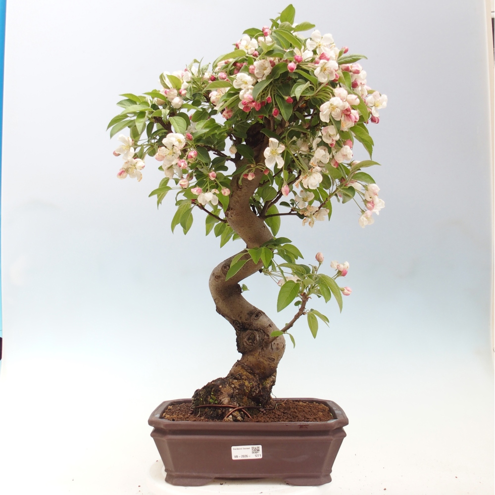 Bonsai voor buiten -Malus halliana - Appelboom met kleine vruchten