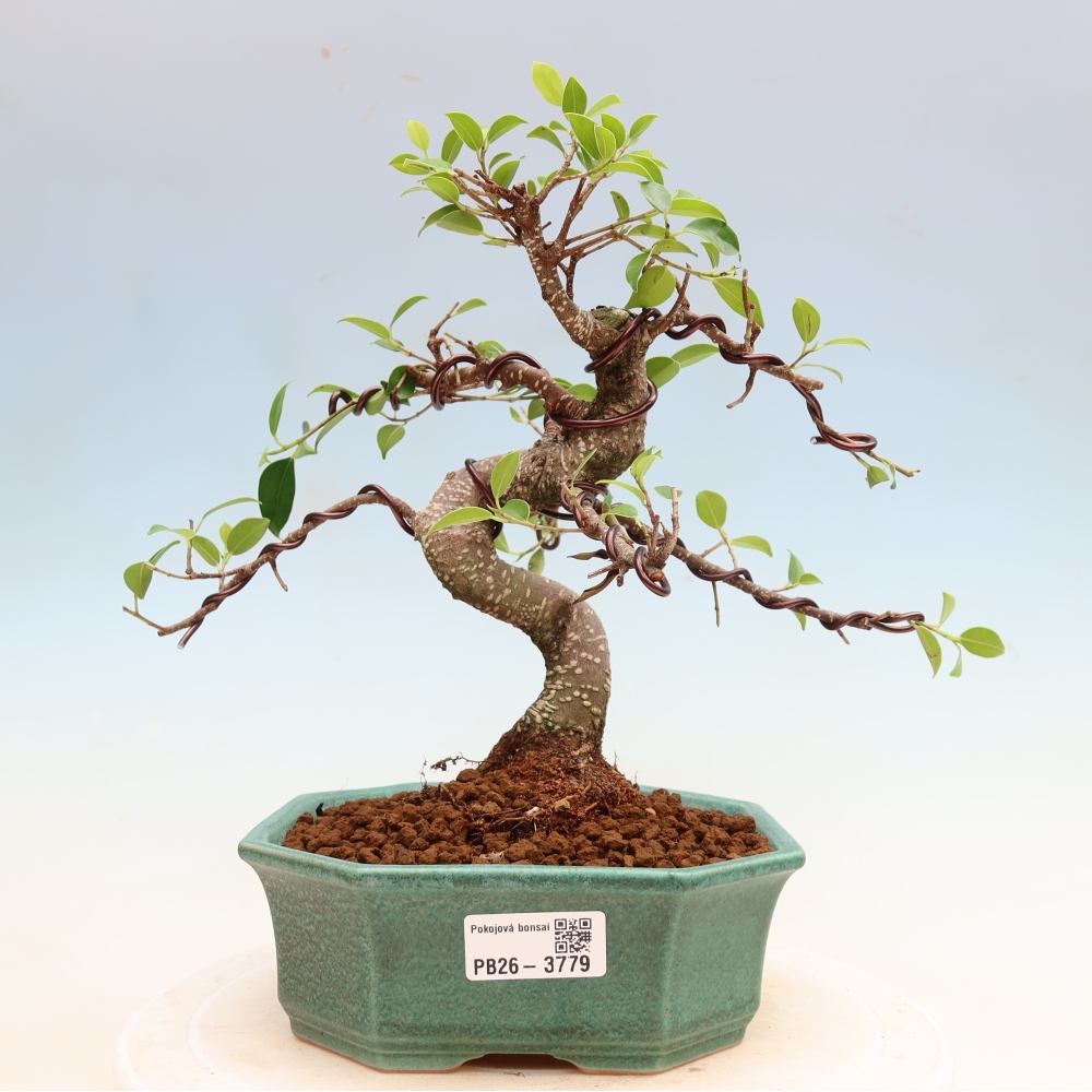 Kamerbonsai - Ficus kimmen - kleinbladige ficus