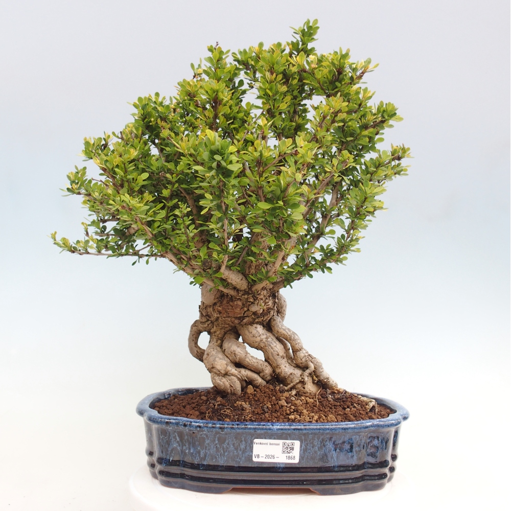 Bonsai voor buiten - Berberis coreana