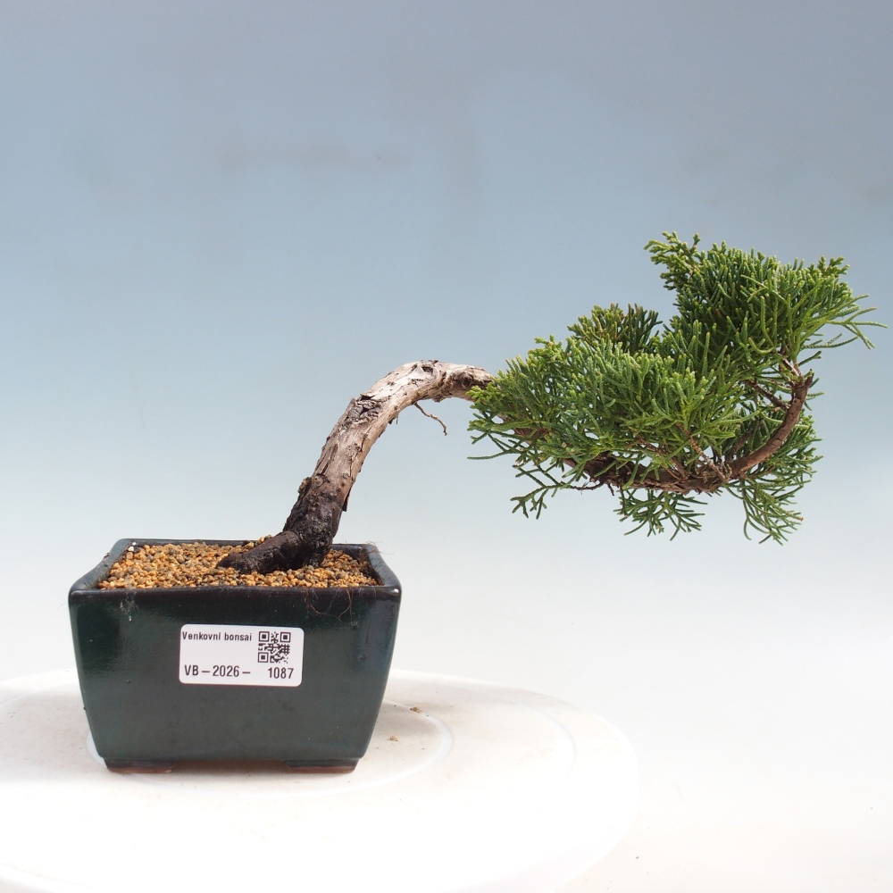 Bonsai voor buiten - Juniperus chinensis Kishu
