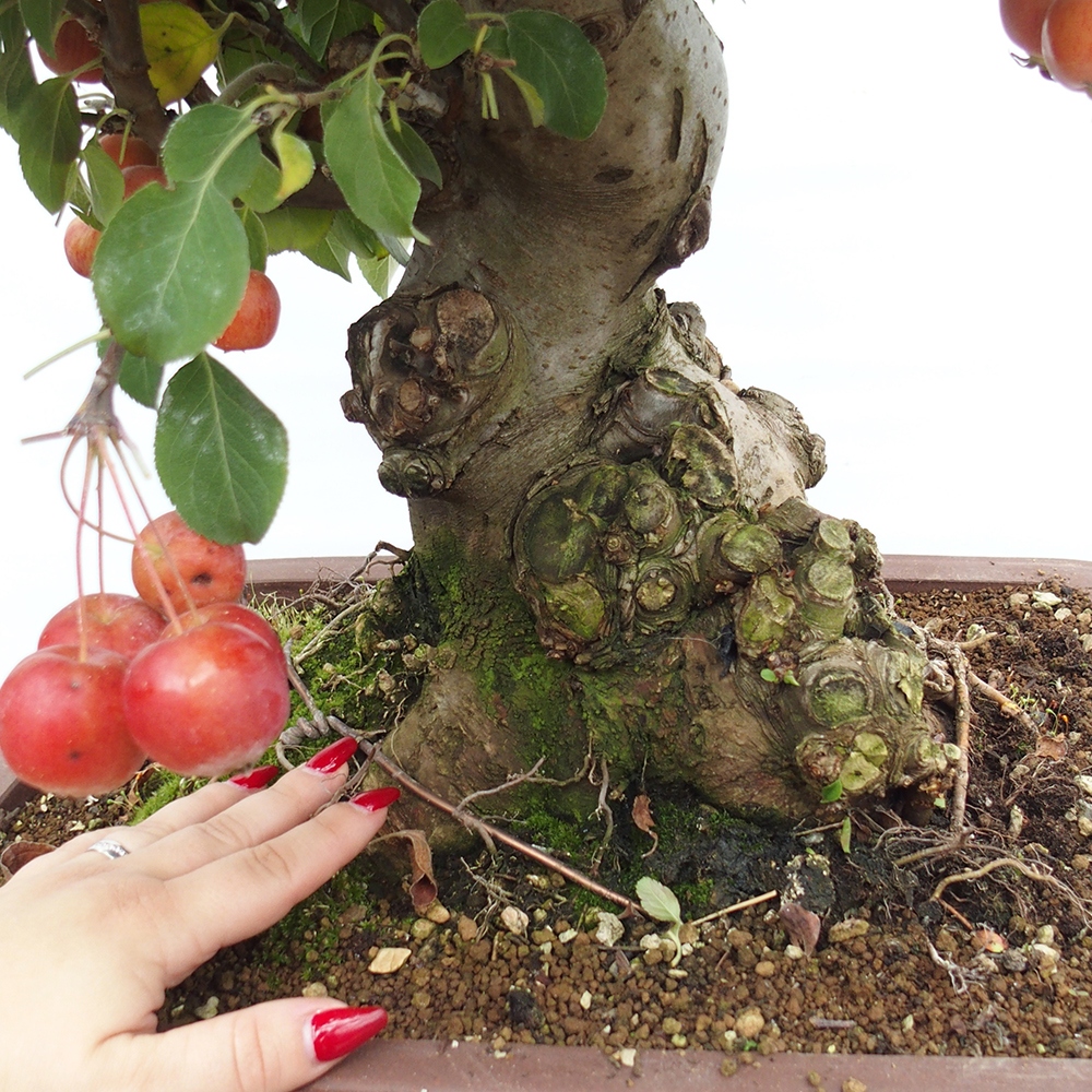 Bonsai voor buiten -Malus halliana - Appelboom met kleine vruchten