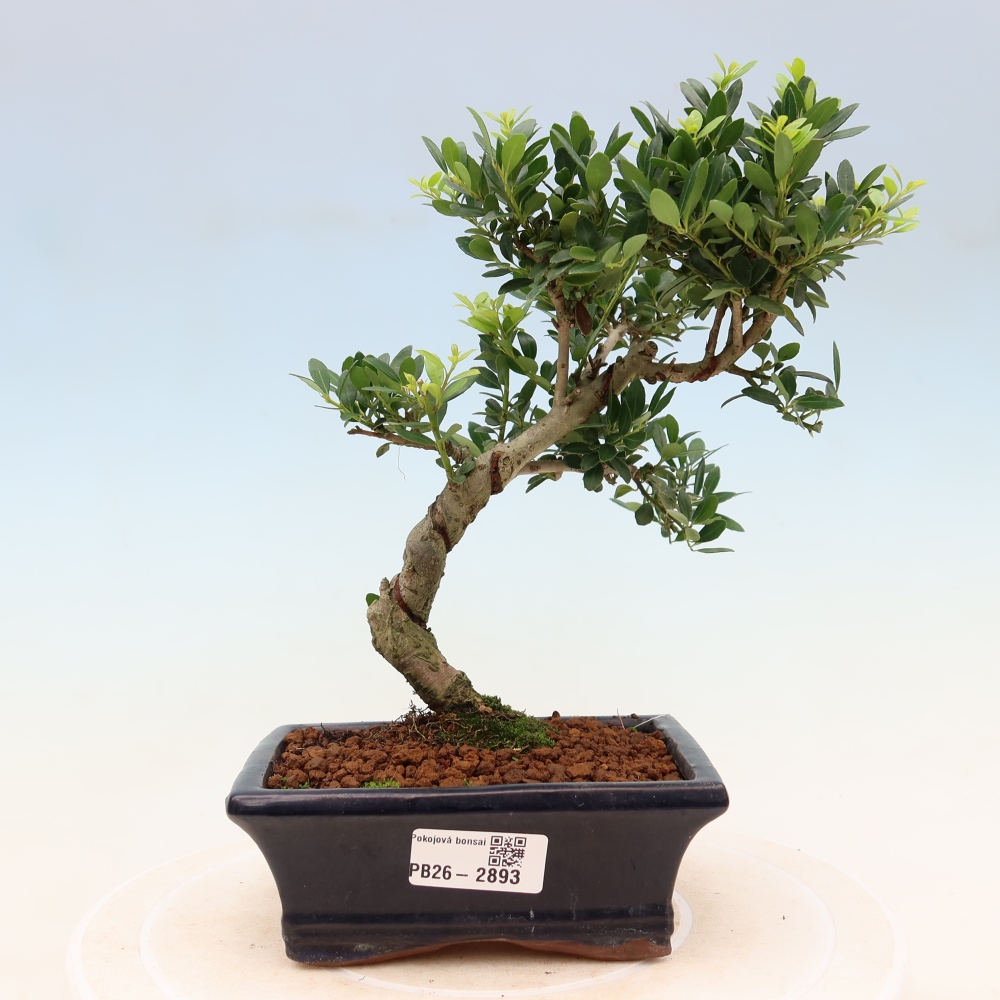 Kamerbonsai - Ilex crenata - Hulst