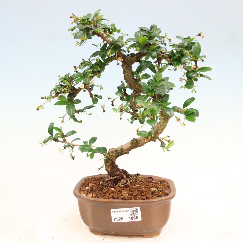 Kamerbonsai - Carmona macrophylla - Thee fuki