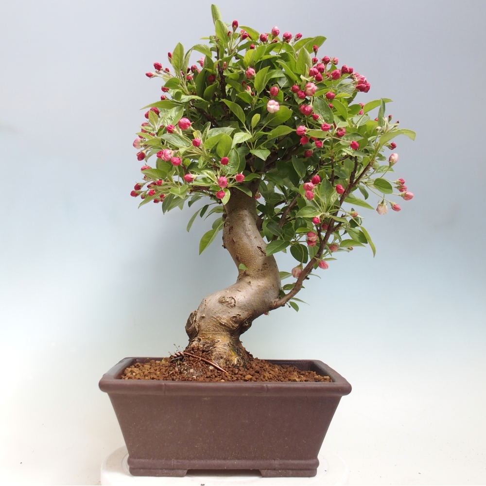 Bonsai voor buiten -Malus halliana - Appelboom met kleine vruchten