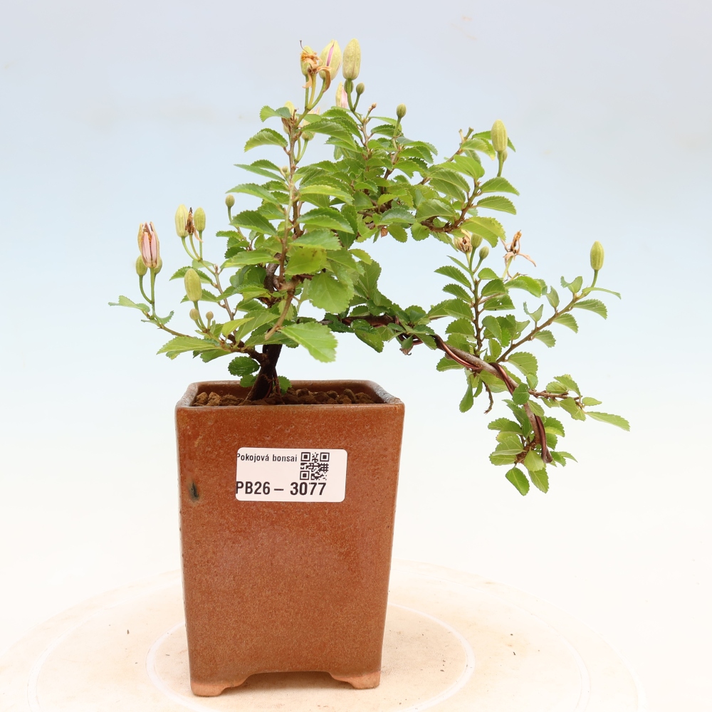 Kamerbonsai – Grewia occidentalis – Lavendel-sterbloem