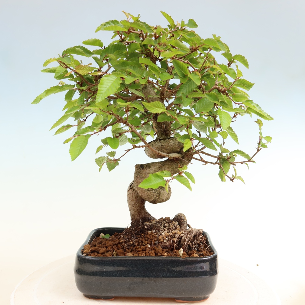 Bonsai voor buiten -Carpinus Coreana - Koreaanse haagbeuk