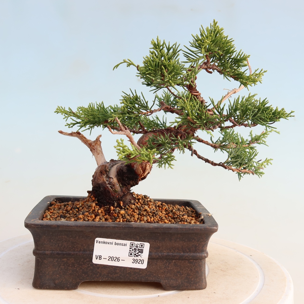 Bonsai voor buiten - Juniperus chinensis Itoigawa