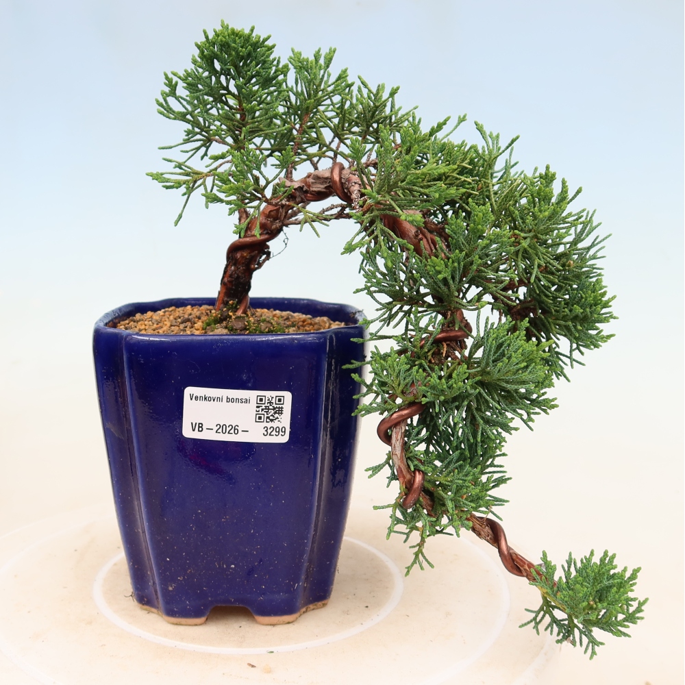 Bonsai voor buiten - Juniperus chinensis Kishu