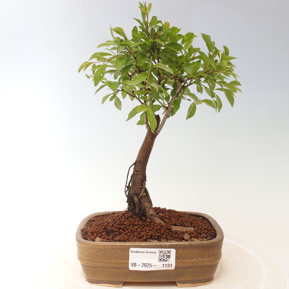 Bonsai voor buiten - Prunus spinosa