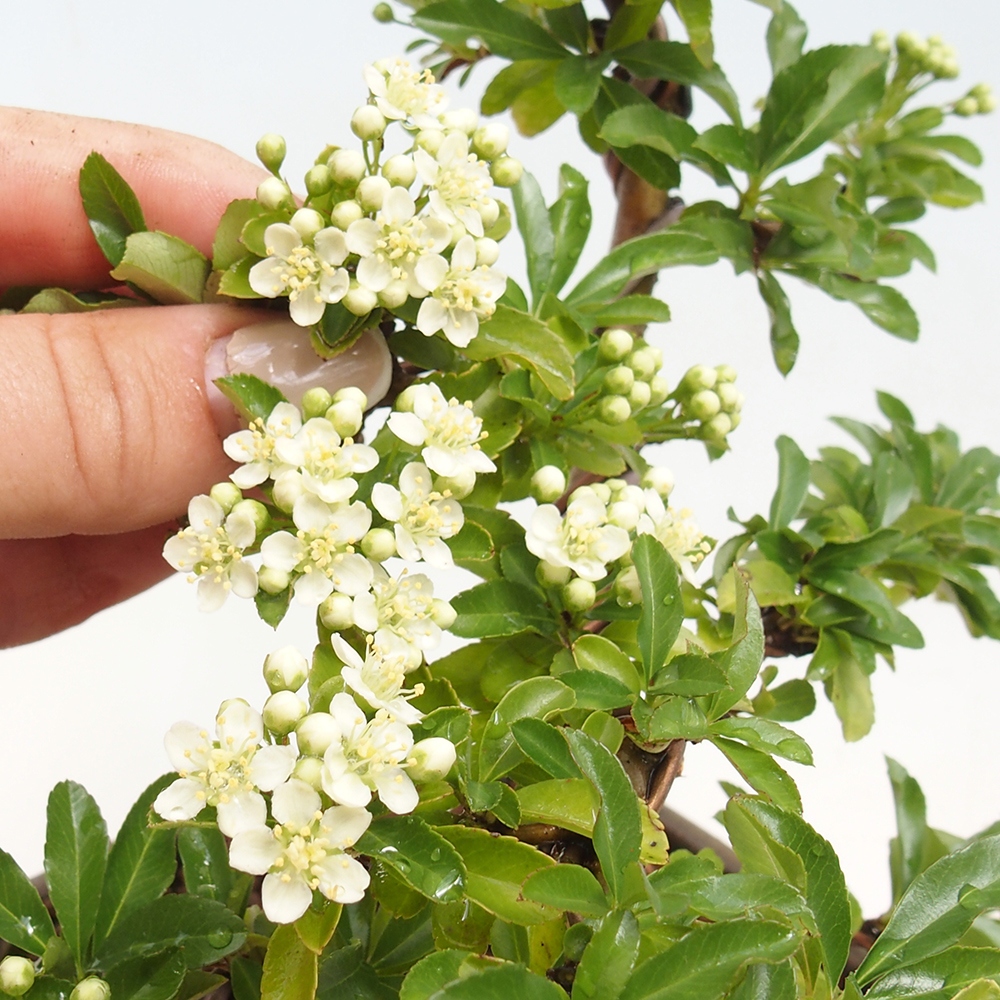 Buitenbonsai - Pyracantha teton - Vuurdoorn