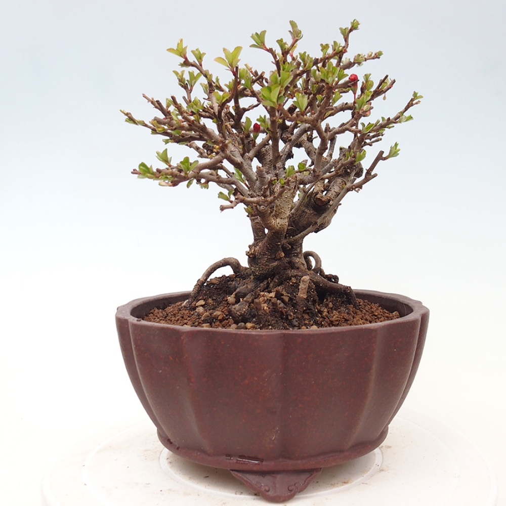 Bonsai voor buiten - Chaneomeles speciosa - Kweepeer