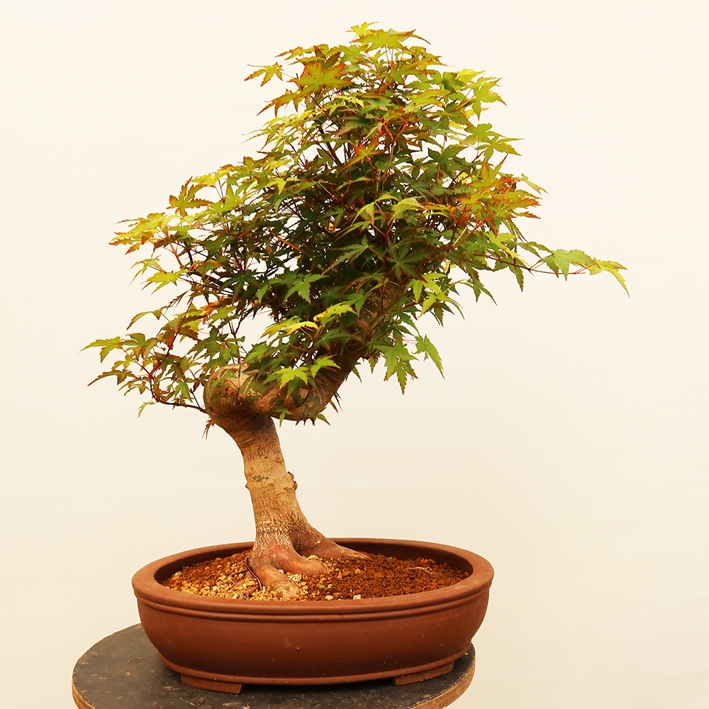 Bonsai voor buiten - Esdoorn palmatum - Palmen