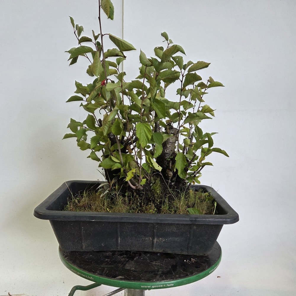 Bonsai kers voor buiten - Prunus aviata