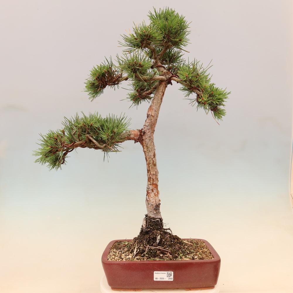 Bonsai voor buiten - Pinus Sylvestris Watererri - grove den