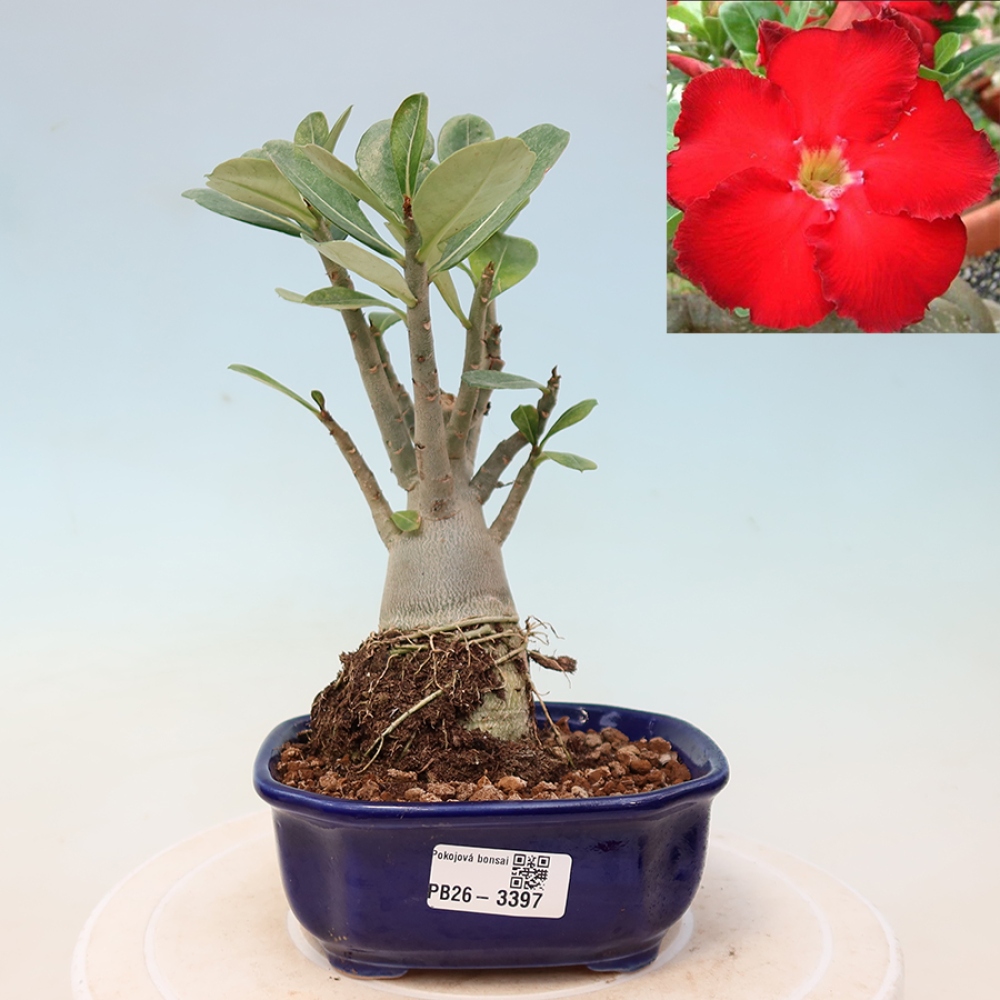 Kamerbonsai - Adenium obesum Red Star - Woestijnroos