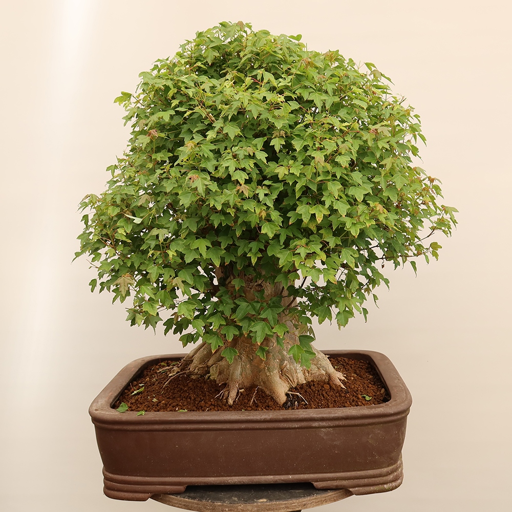 Bonsai voor buiten - Esdoorn Burger - Acer Burgerianum