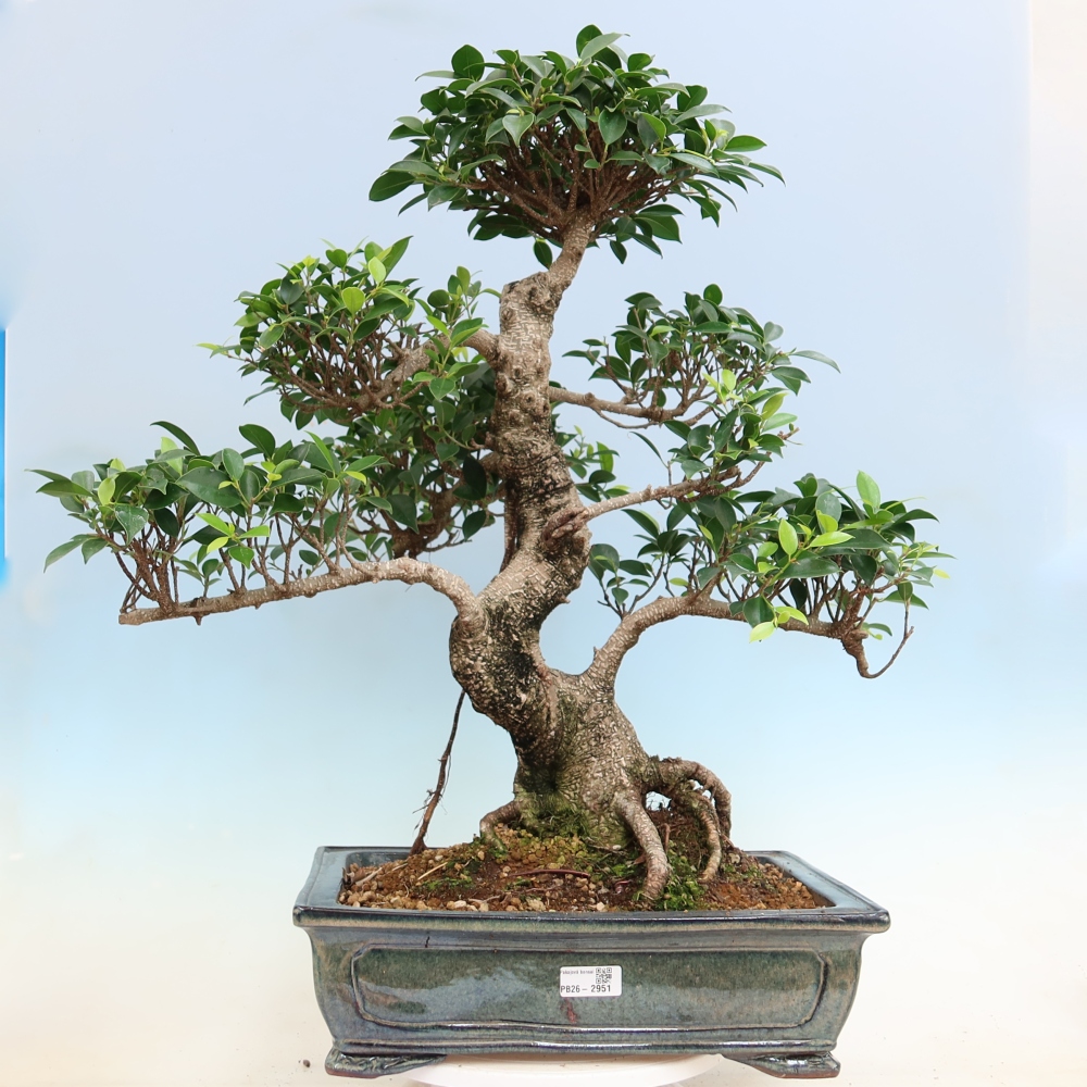 Kamerbonsai - Ficus kimmen - kleinbladige ficus