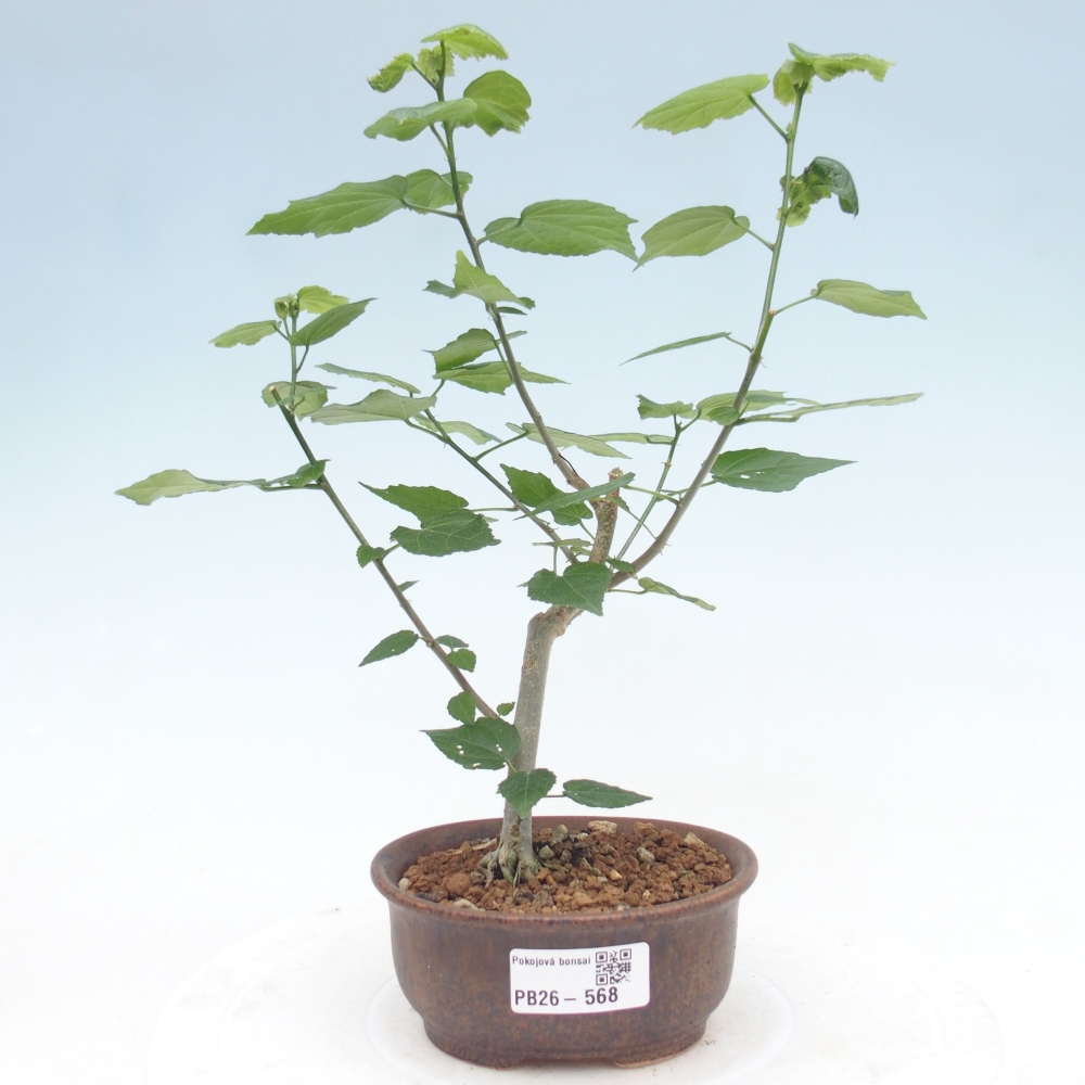 Bonsai voor binnen - Malvaviscus arboreus