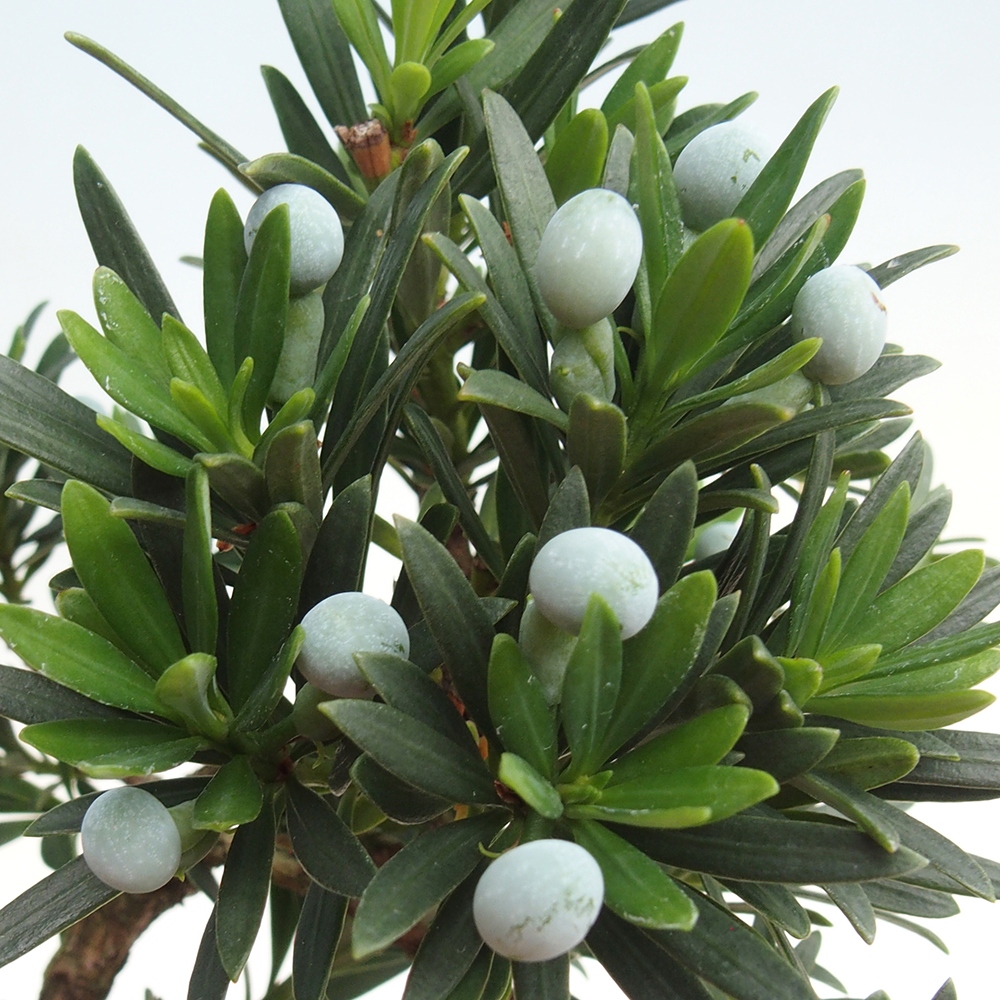 Kamerbonsai - Podocarpus - Taxus